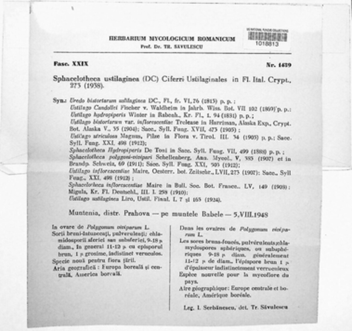 Microbotryum bistortarum image